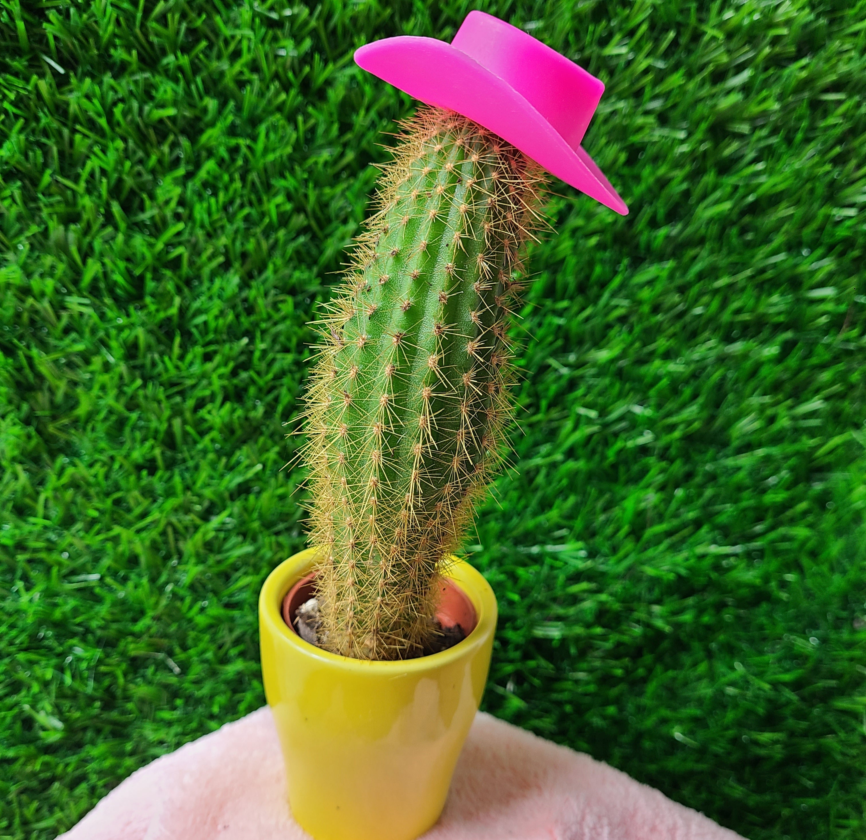 Hot Pink Cowboy Hat For Plants Cactus Plant Supply Plant lantz